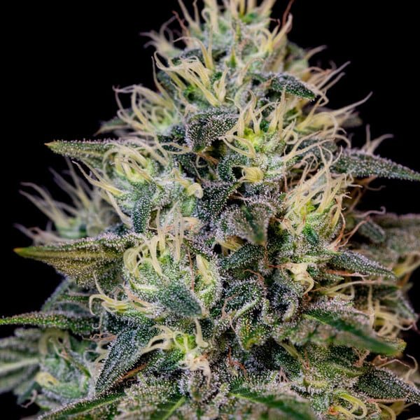 Royal Queen Seeds Cookies Gelato - 7SMART
