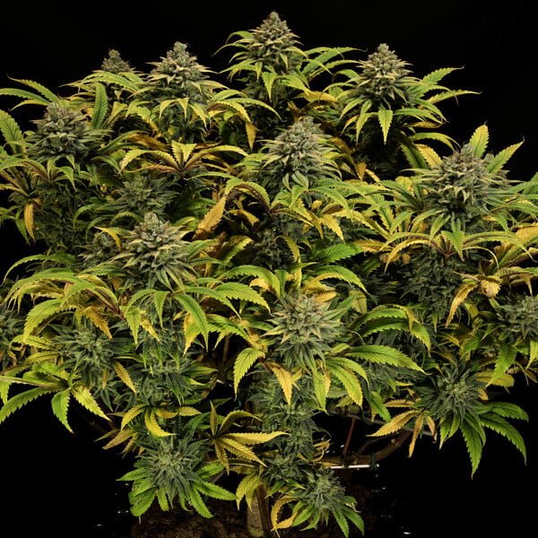 Royal Queen Seeds Green Gelato - 7SMART