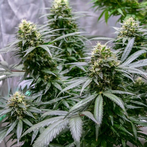 Royal Queen Seeds Green Gelato - 7SMART