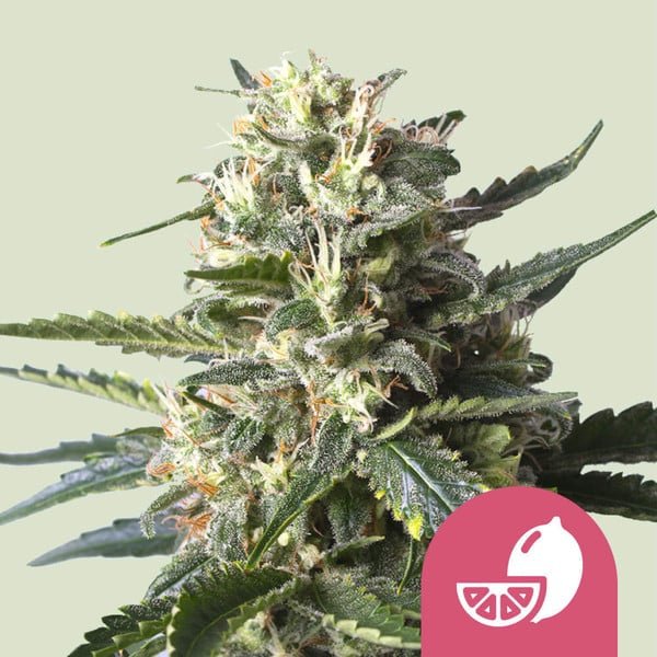Royal Queen Seeds Lemon Shining Silver Haze - 7SMART