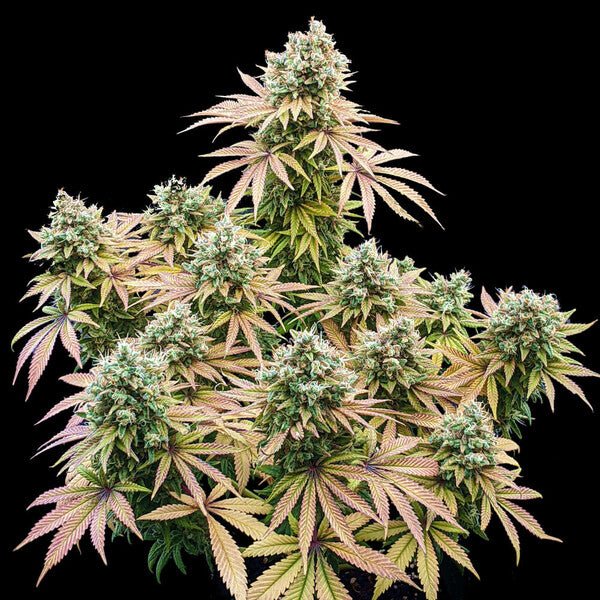 Royal Queen Seeds Lemon Shining Silver Haze - 7SMART