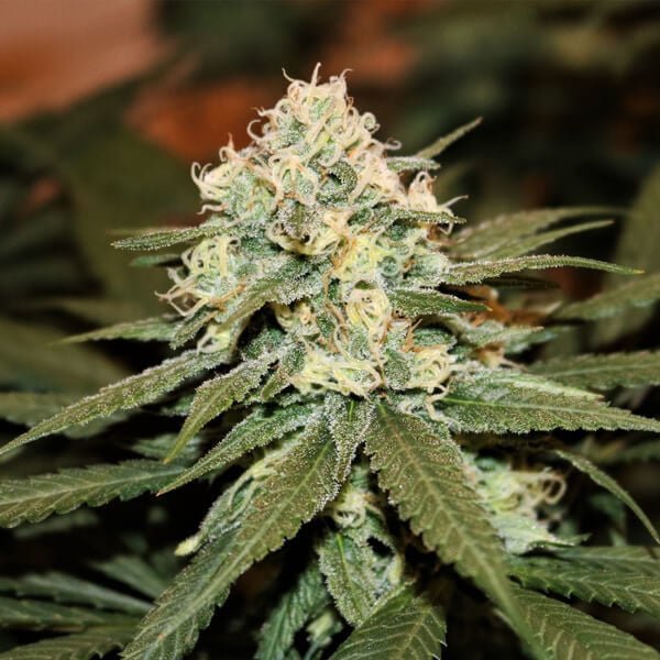 Royal Queen Seeds Lemon Shining Silver Haze - 7SMART