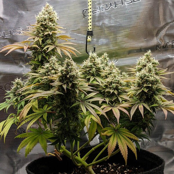 Royal Queen Seeds Lemon Shining Silver Haze - 7SMART