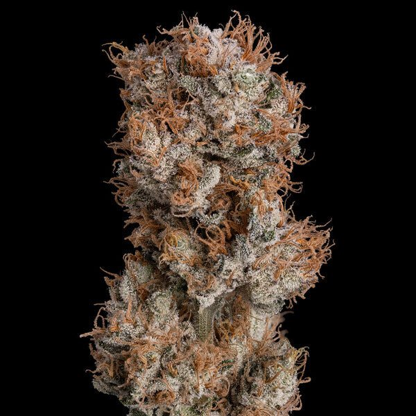 Royal Queen Seeds Lemon Shining Silver Haze - 7SMART
