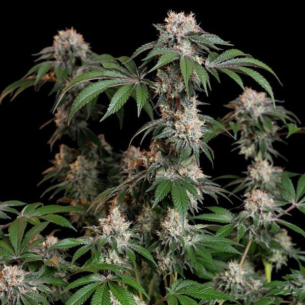 Royal Queen Seeds Lemon Shining Silver Haze - 7SMART
