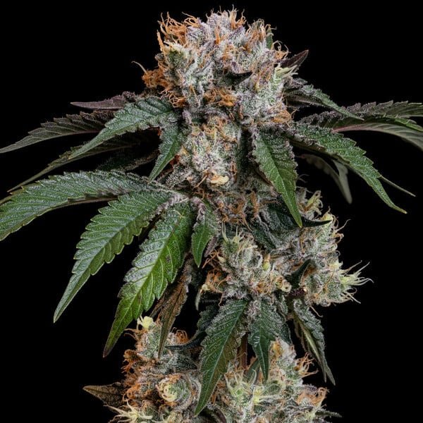 Royal Queen Seeds Lemon Shining Silver Haze - 7SMART