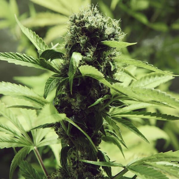 Royal Queen Seeds Northern Light - 7SMART