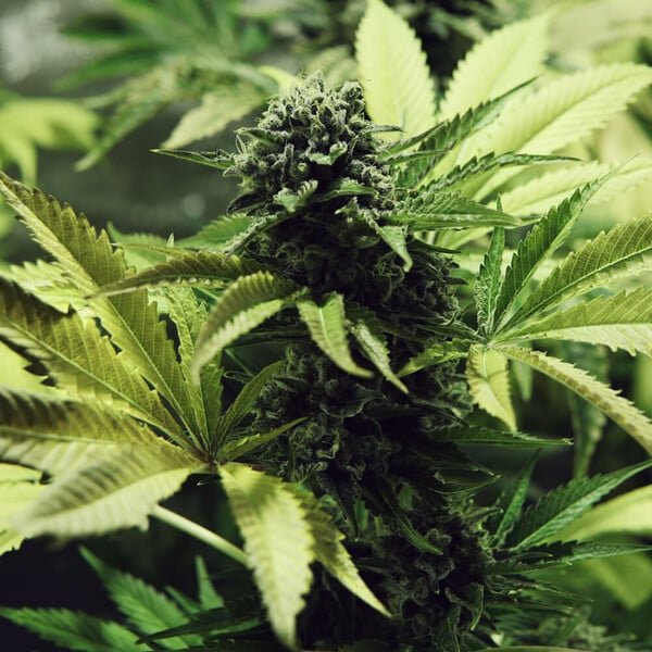 Royal Queen Seeds Northern Light - 7SMART