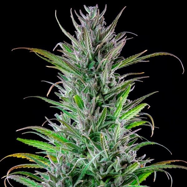 Royal Queen Seeds Northern Light - 7SMART