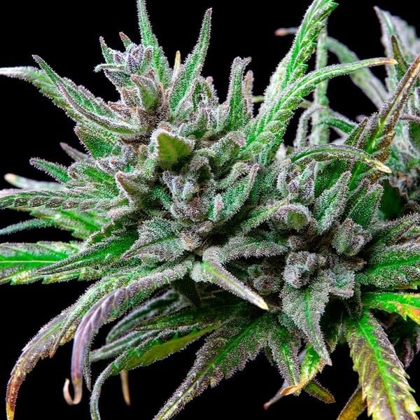 Royal Queen Seeds Northern Light - 7SMART
