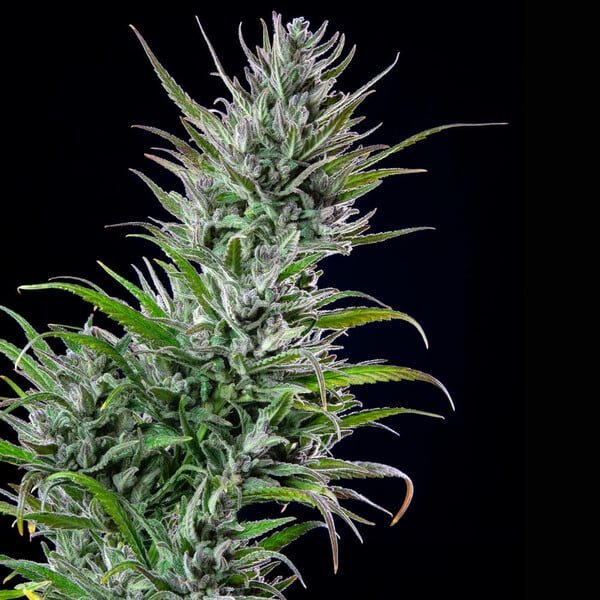Royal Queen Seeds Northern Light - 7SMART