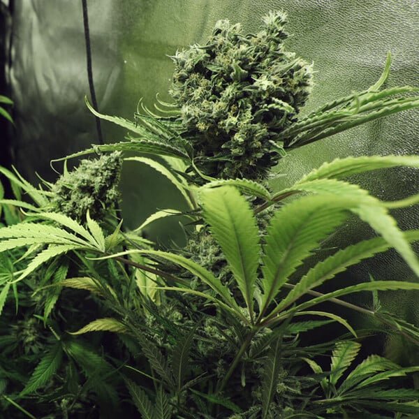 Royal Queen Seeds Northern Light - 7SMART