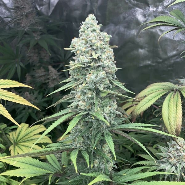 Royal Queen Seeds Purple Queen - 7SMART