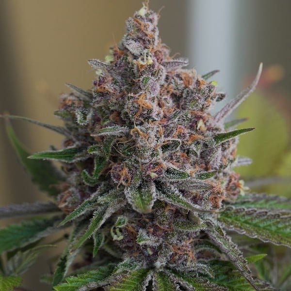Royal Queen Seeds Purple Queen - 7SMART