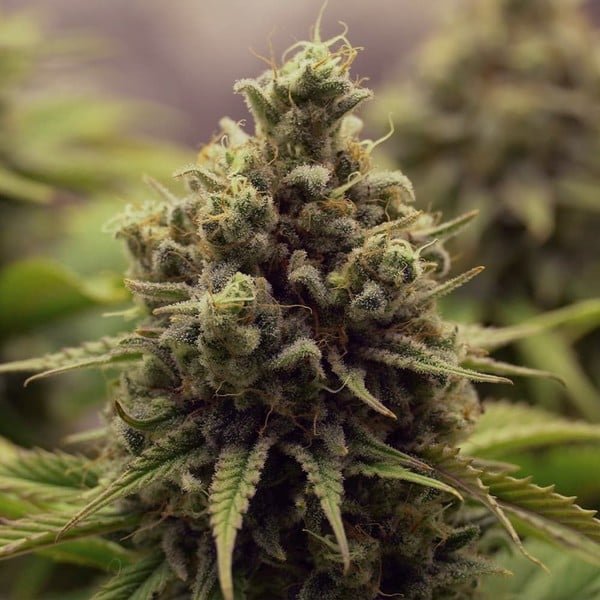 Royal Queen Seeds Purple Queen - 7SMART