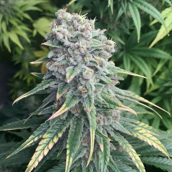 Royal Queen Seeds Purple Queen - 7SMART