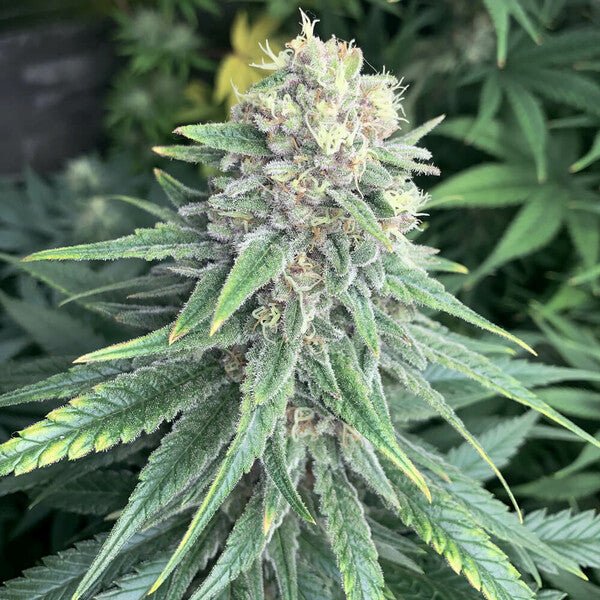 Royal Queen Seeds Purple Queen - 7SMART
