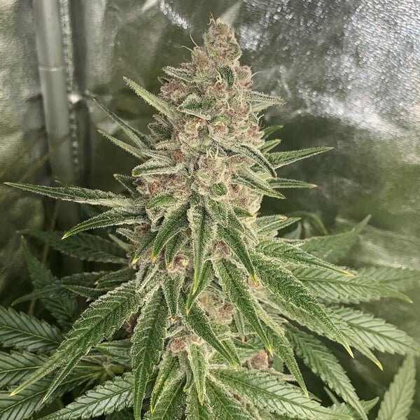 Royal Queen Seeds Purple Queen - 7SMART