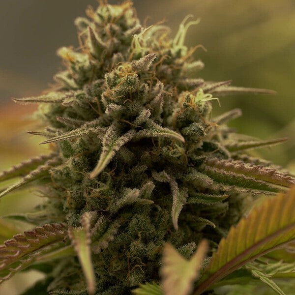 Royal Queen Seeds Purple Queen - 7SMART