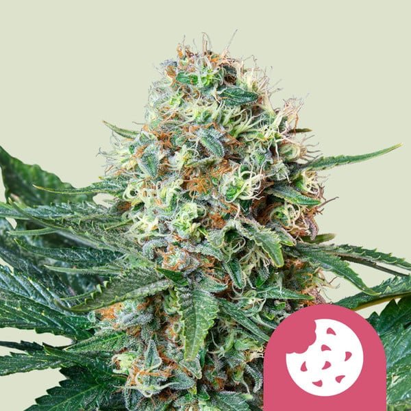 Royal Queen Seeds Royal Cookies “Girl scout cookies” - 7SMART