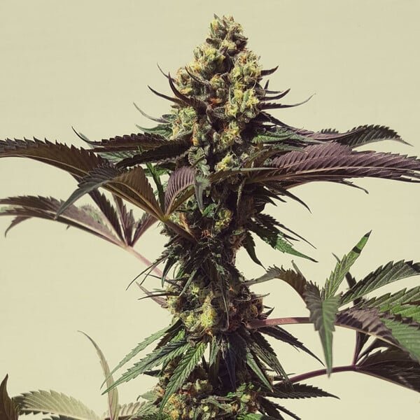 Royal Queen Seeds Royal Cookies “Girl scout cookies” - 7SMART