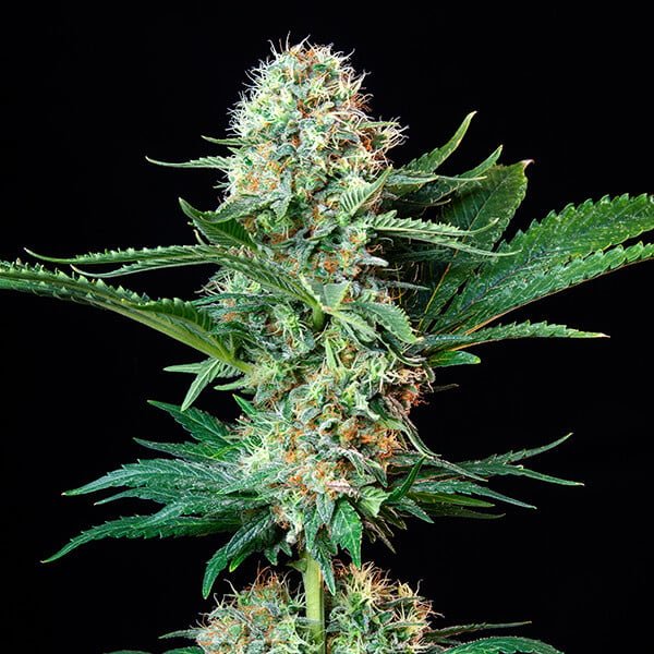 Royal Queen Seeds Royal Cookies “Girl scout cookies” - 7SMART
