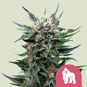 Royal Queen Seeds Royal Gorilla “Original Gorilla Glue” - 7SMART