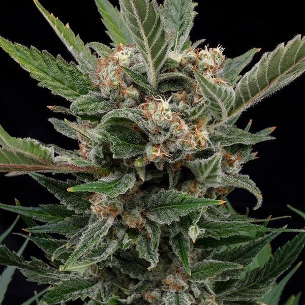 Royal Queen Seeds Royal Gorilla “Original Gorilla Glue” - 7SMART