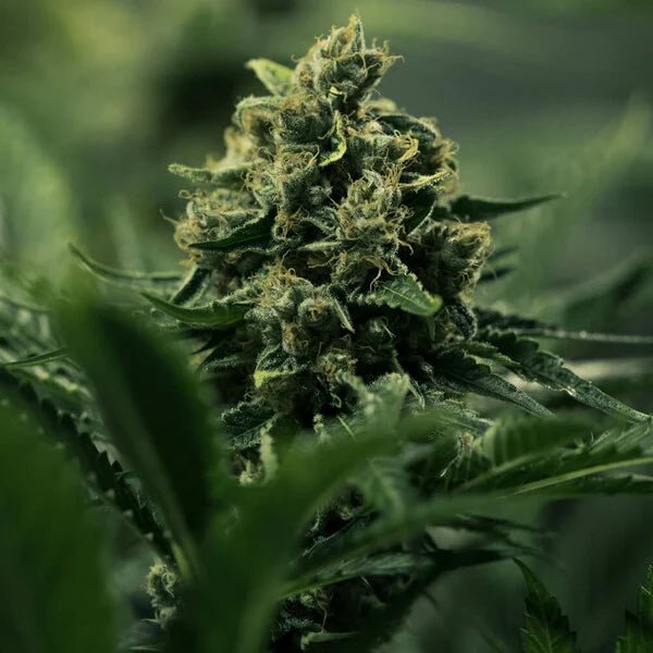 Royal Queen Seeds Royal Gorilla “Original Gorilla Glue” - 7SMART