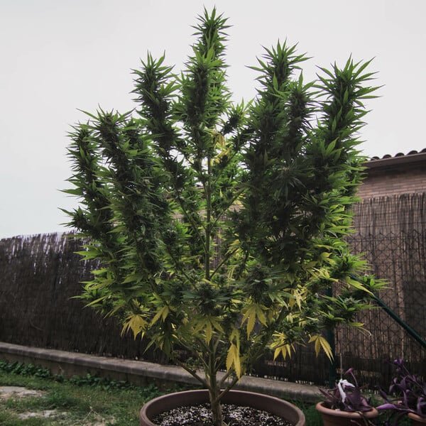 Royal Queen Seeds Royal Gorilla “Original Gorilla Glue” - 7SMART