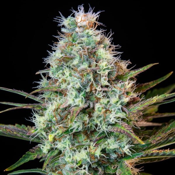Royal Queen Seeds Royal Runtz - 7SMART