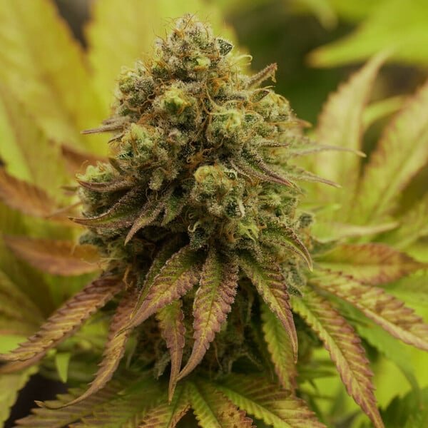 Royal Queen Seeds Royal Runtz - 7SMART