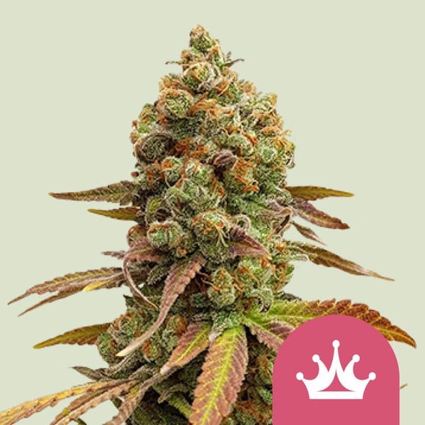 Royal Queen Seeds Special Queen - 7SMART