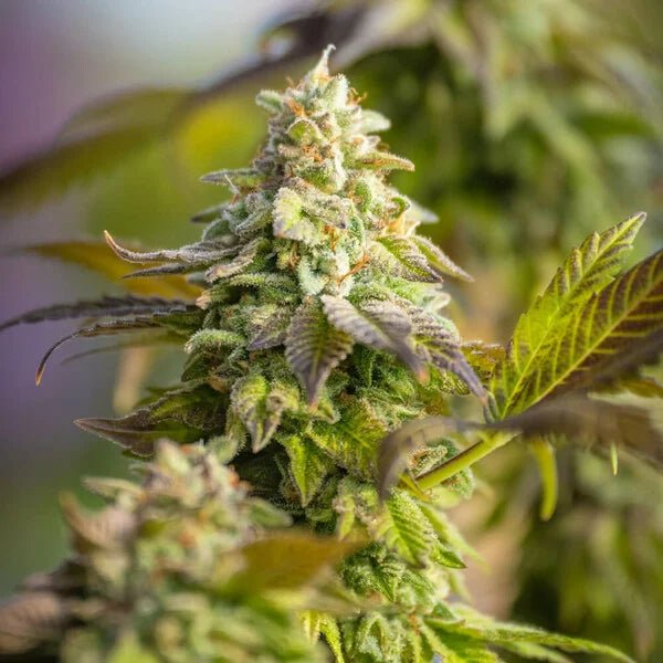 Royal Queen Seeds Special Queen - 7SMART