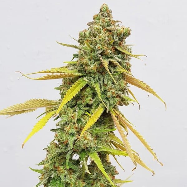Royal Queen Seeds Special Queen - 7SMART