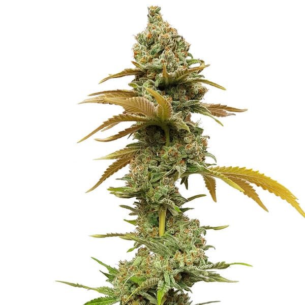 Royal Queen Seeds Special Queen - 7SMART