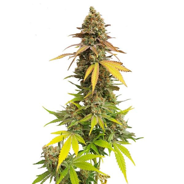 Royal Queen Seeds Special Queen - 7SMART