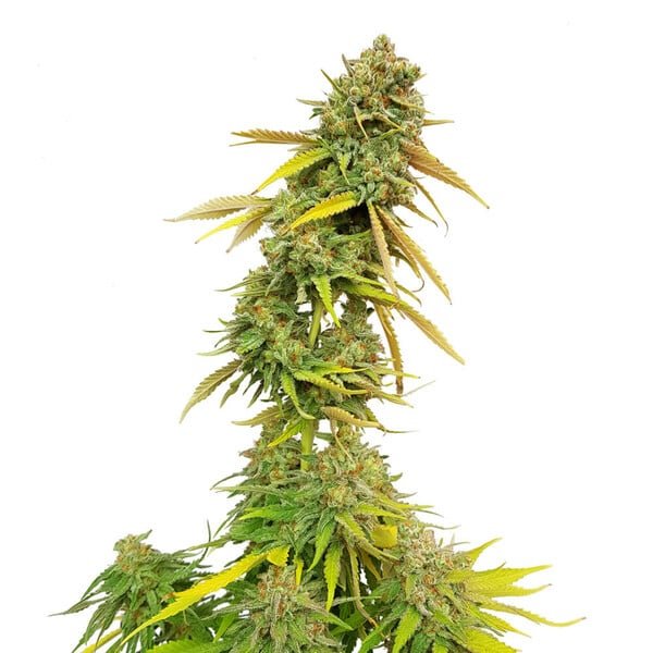 Royal Queen Seeds Special Queen - 7SMART
