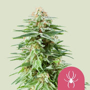 Royal Queen Seeds White Widow - 7SMART