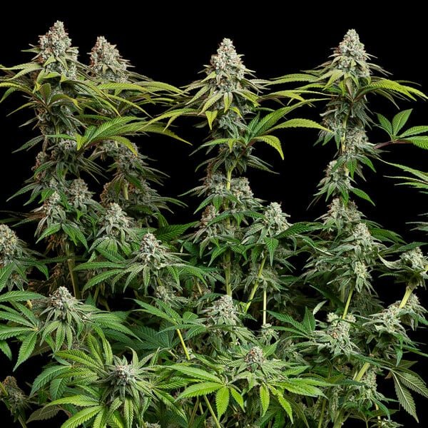 Royal Queen Seeds White Widow - 7SMART