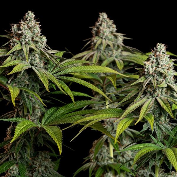 Royal Queen Seeds White Widow - 7SMART