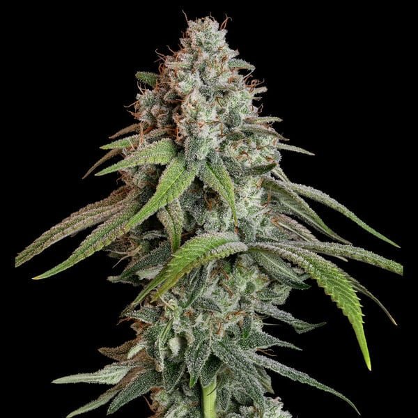Royal Queen Seeds White Widow - 7SMART
