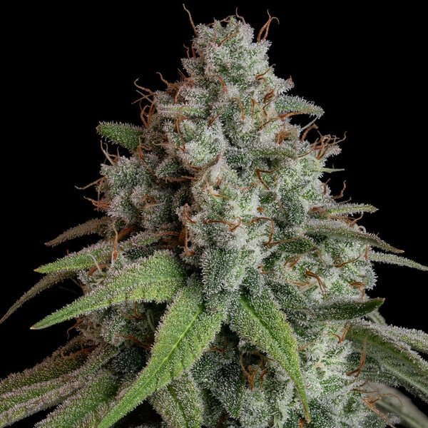 Royal Queen Seeds White Widow - 7SMART