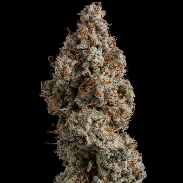 Royal Queen Seeds White Widow - 7SMART