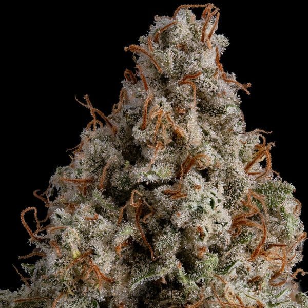 Royal Queen Seeds White Widow - 7SMART