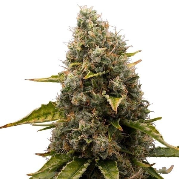 Royal Queen Seeds White Widow - 7SMART
