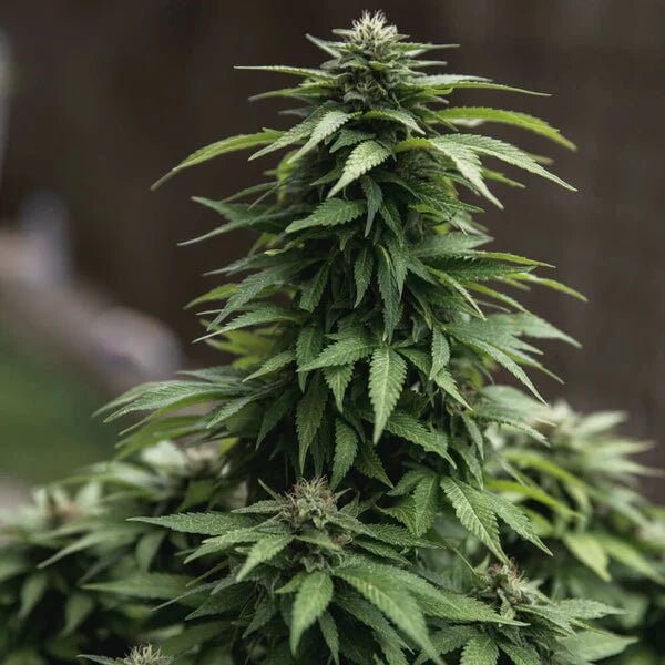 Royal Queen Seeds White Widow - 7SMART