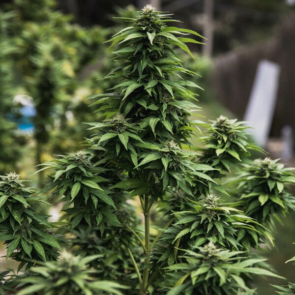 Royal Queen Seeds White Widow - 7SMART