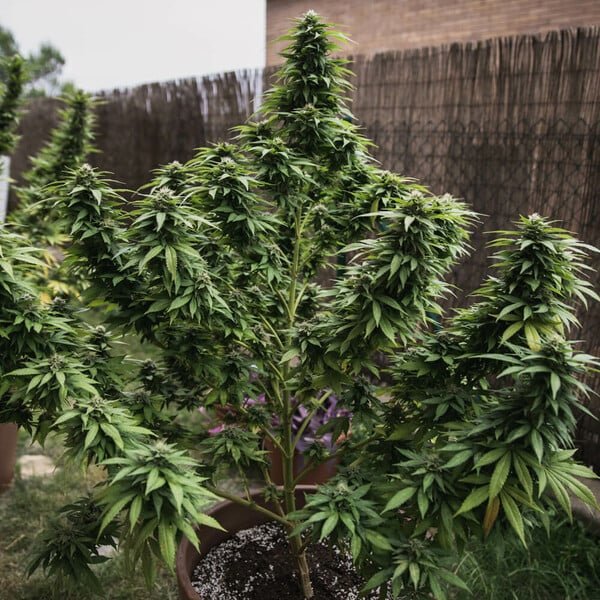 Royal Queen Seeds White Widow - 7SMART