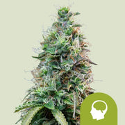 Royal Queen Seeds Amnesia Haze Auto - 7SMART